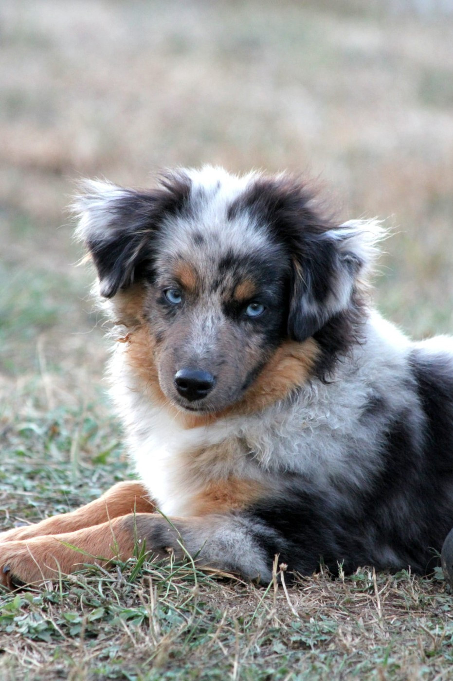 De La Forêt Des Kinglors - Chiots disponibles - Berger Américain Miniature 